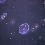 Building an Adversarial Consensus Engine | Multi-Agent LLMs for Automated Malware Analysis